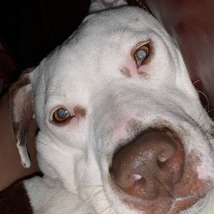 Meet your Posher, Harper